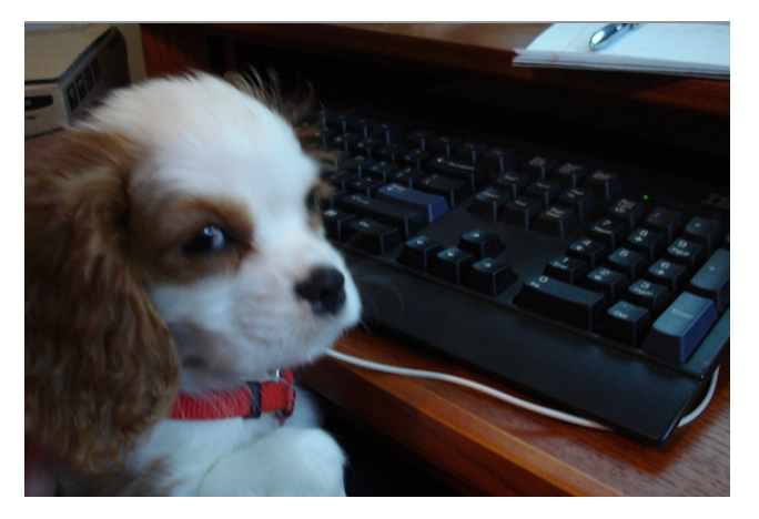 My puppy Mina